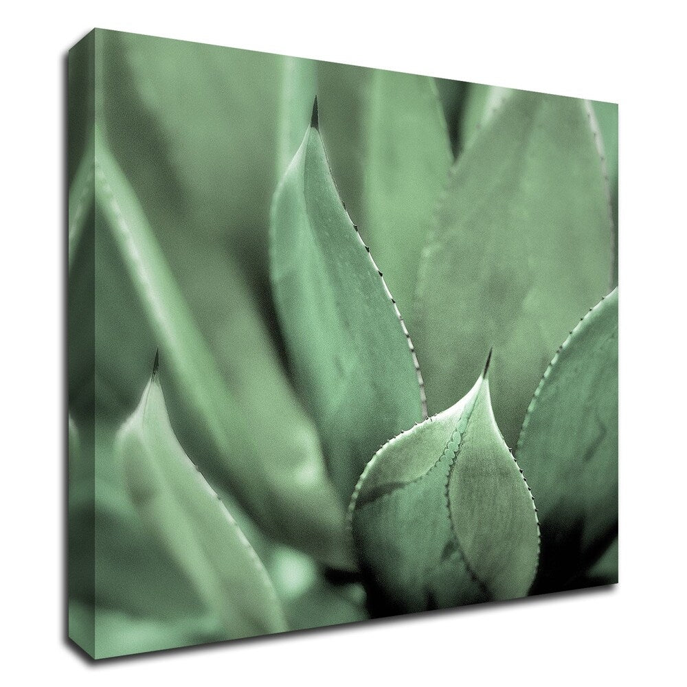 Agave 4 by Alan Blaustein - Premium Canvas Wall Art Print - Ready to Hang - Perfect for Living Room, Bedroom & Office Decor