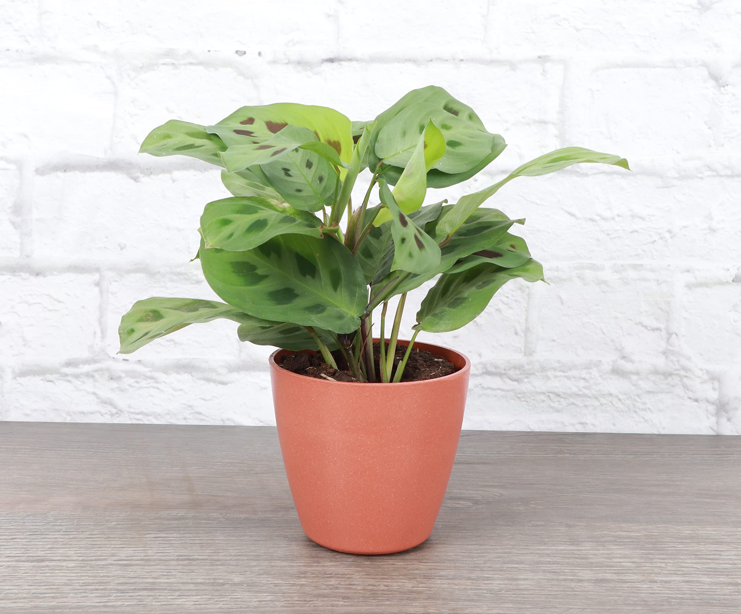Thorsen's Greenhouse Green Prayer Plant (Maranta Leuconeura) - Live Indoor Houseplant in 4