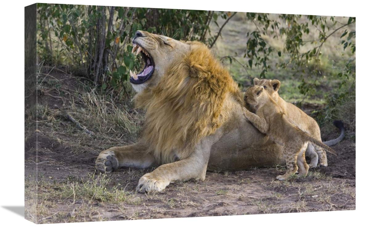 16x24 Inch African Lion Cubs Playing with Adult Male - Vulnerable Wildlife Art Print by Suzi Eszterhas | Masai Mara National Reserve Kenya | Perfect for Home Decor, Office Wall Art & Wildlife Enthusiasts