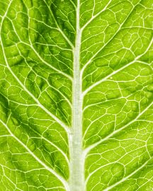 Food Lettuce
