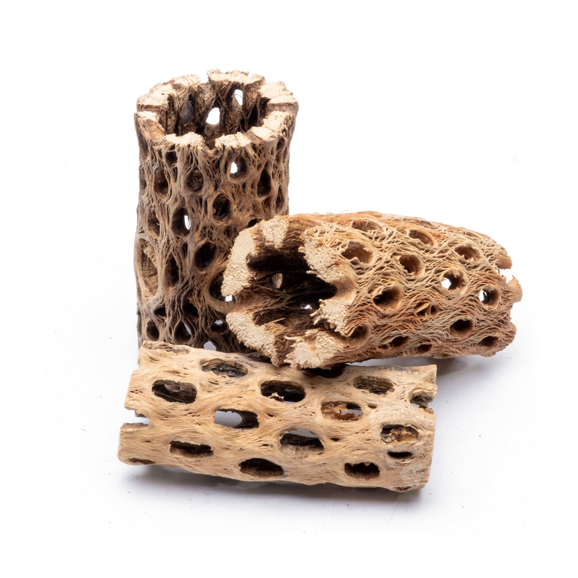 4 Inch Cholla Wood Driftwood for Aquarium & Reptile Habitat - Natural Chain Fruit Cactus Decor for Fish Tanks, Terrariums, and Craft Projects
