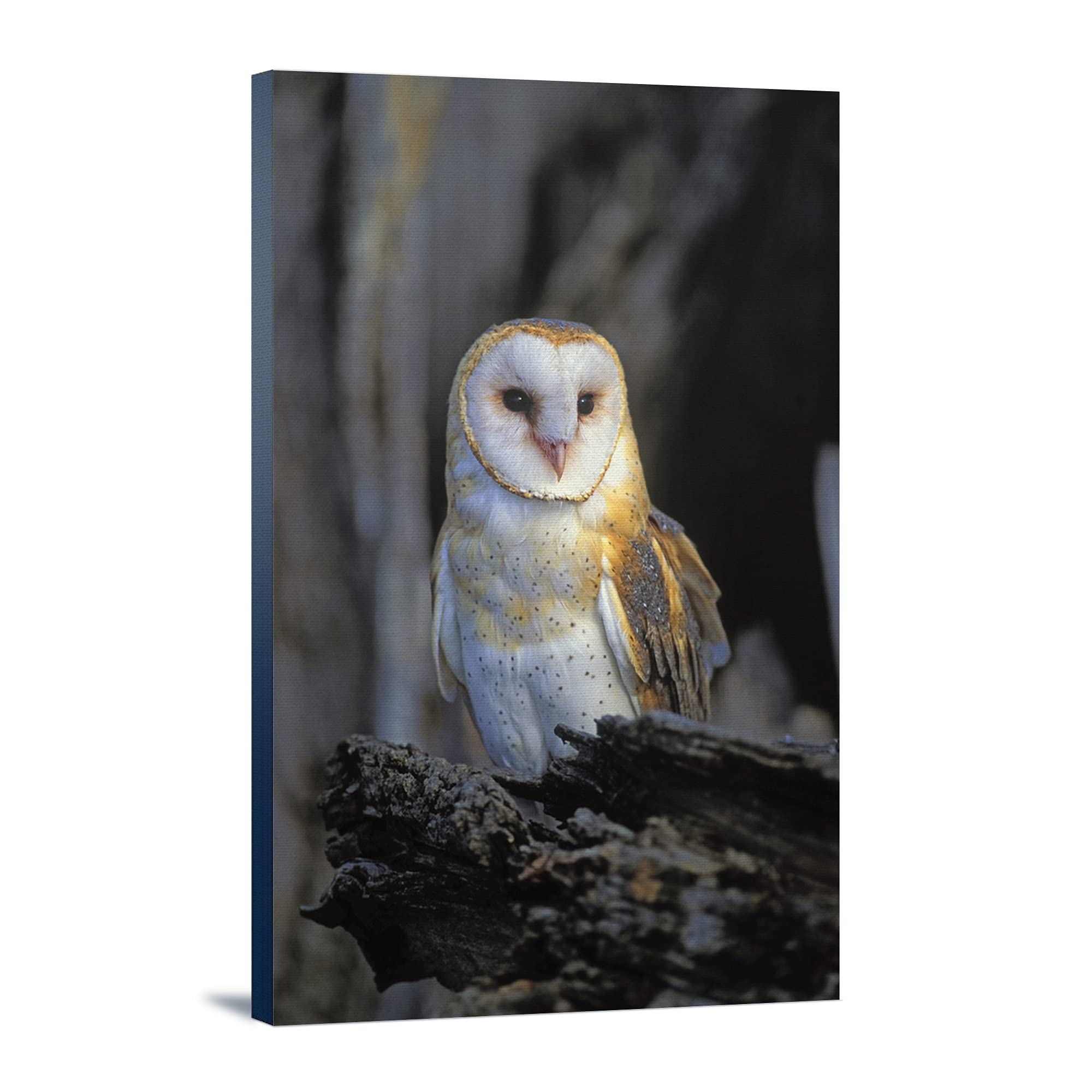 Lantern Press Barn Owl Wall Art - 12x18 Wrapped Canvas Print for Home & Office Decor - Perfect for Living Room, Bedroom, or Gift