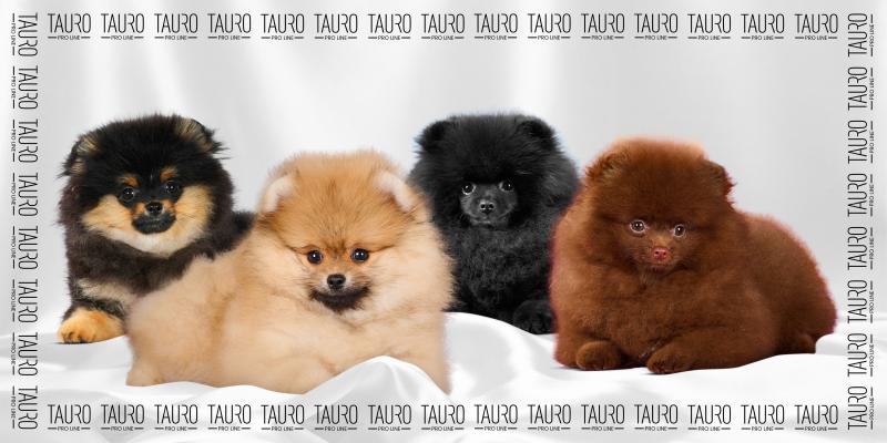 Tauro Pro Line Microfiber Towel - Ultra Absorbent, Quick Drying, 31.5x63 Inches - Perfect for Gym, Sports, Travel & Home Use