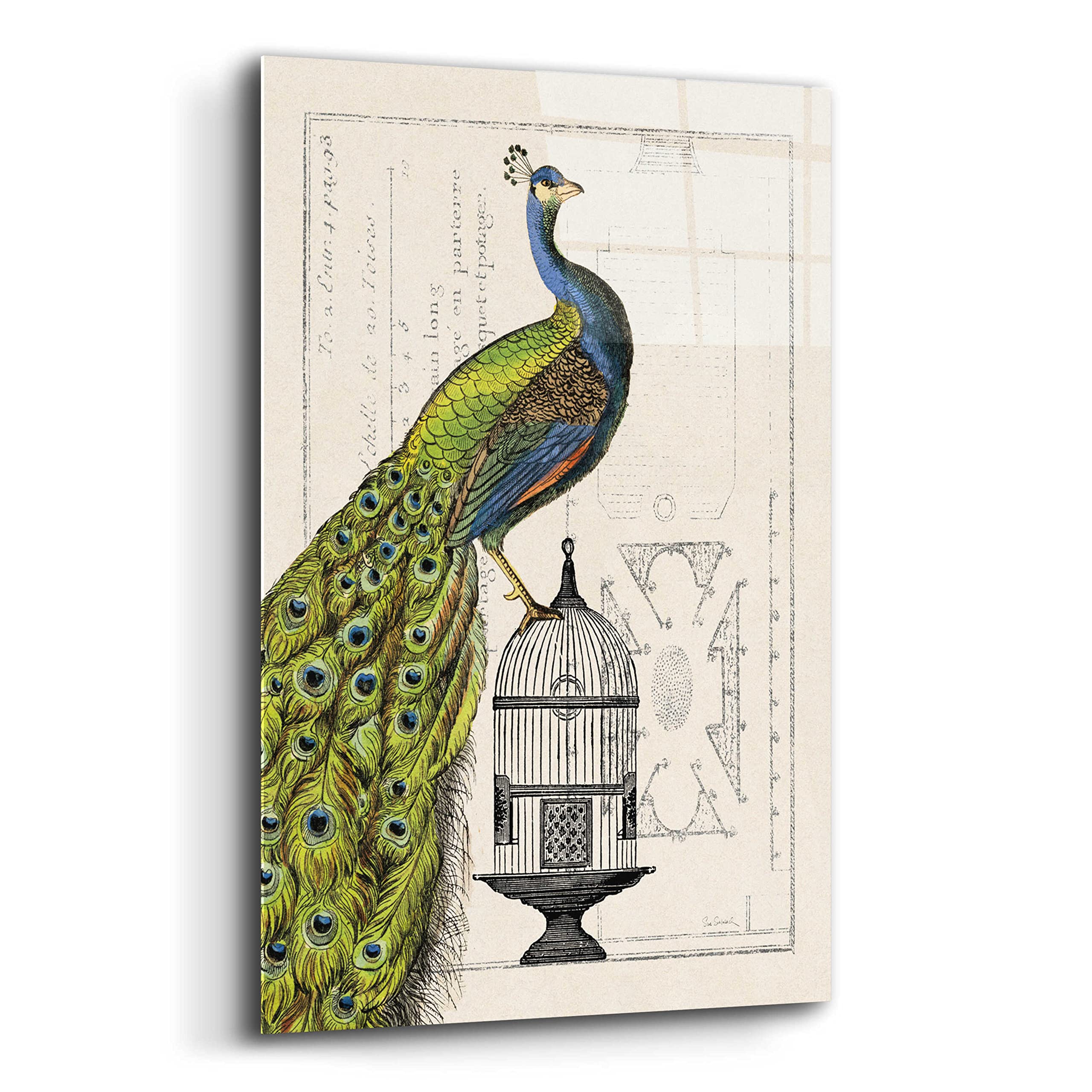 Epic Art 'Peacock Birdcage I' by Sue Schlabach - 16x24 Inch Acrylic Glass Wall Decor, Modern Home & Office Artwork - Perfect for Living Room, Bedroom or Gallery Wall Display