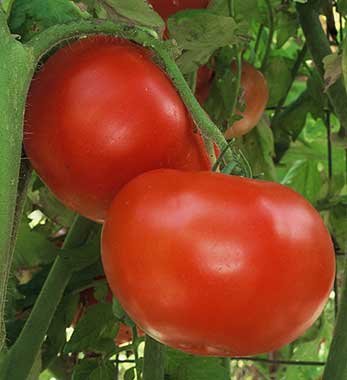 Tomato Jet Star 1000 Seeds - Non-GMO Heirloom Vegetable Seeds for Home Garden Planting | Perfect for Fresh Salads, Sauces & Canning