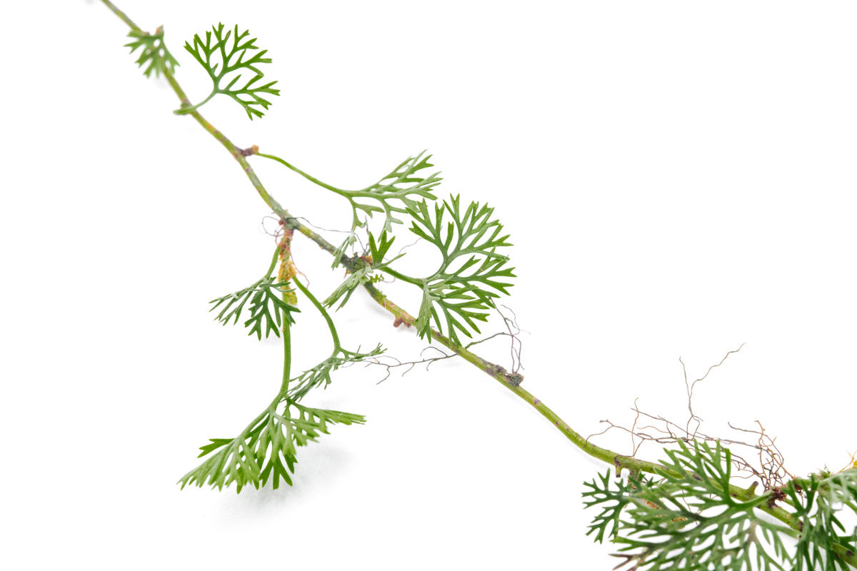 Davallia Parvula Fern - Rare Rabbit's Foot Fern Plant for Home & Office Decor | Perfect for Hanging Baskets, Terrariums, and Indoor Gardens