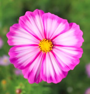 1000 Cosmos Candystripe Flower Seeds - Long Blooming Annuals for All Growing Zones (4-5 Feet Tall) - Perfect for Garden Borders, Cut Flowers & Pollinator Gardens