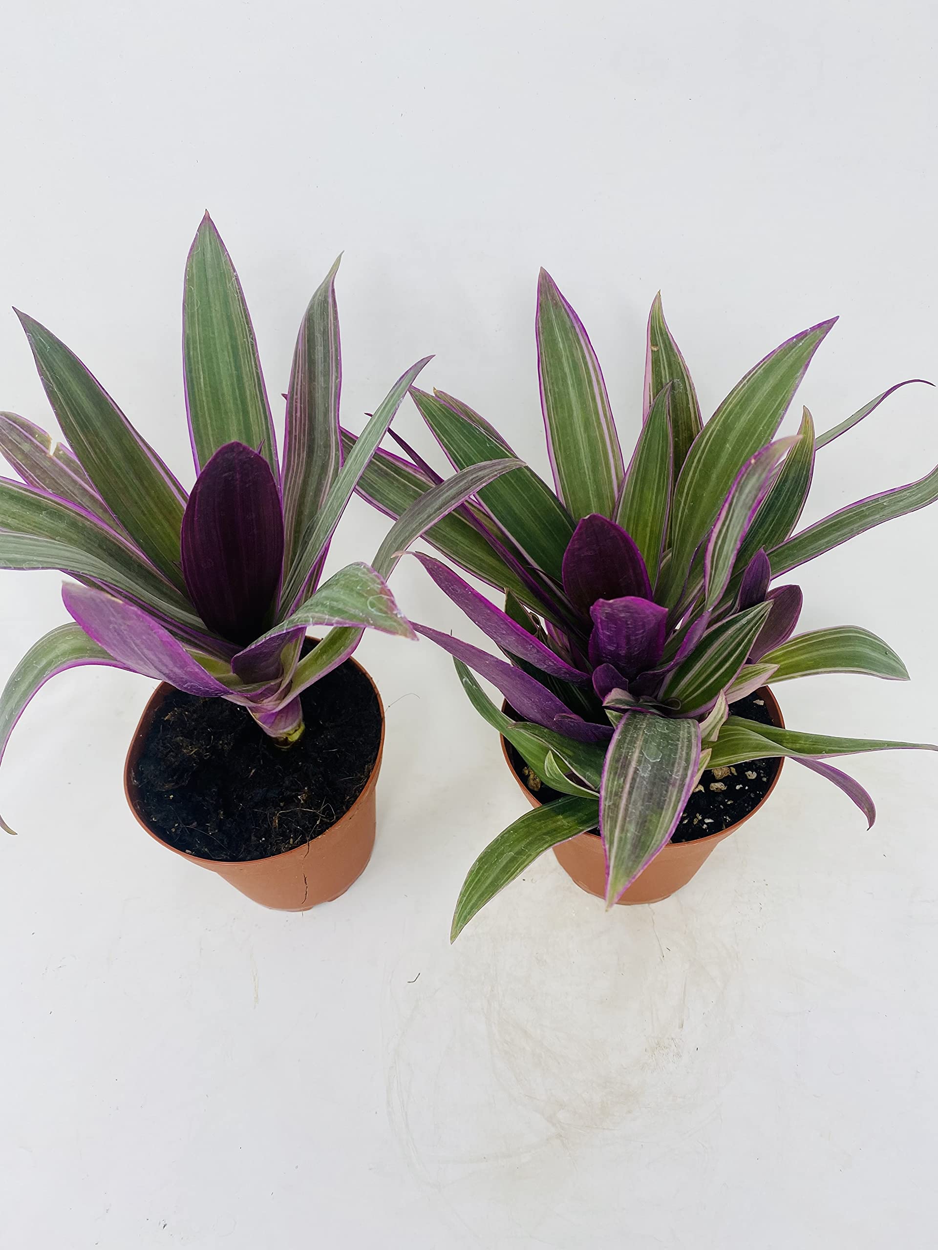 Nanouk Moses in The Cradle Plant (Rhoeo spathacea Tricolor) - 2 Live Plants in 4 Inch Pots - Colorful Houseplant for Indoor Decor, Office Desk, or Garden Landscaping