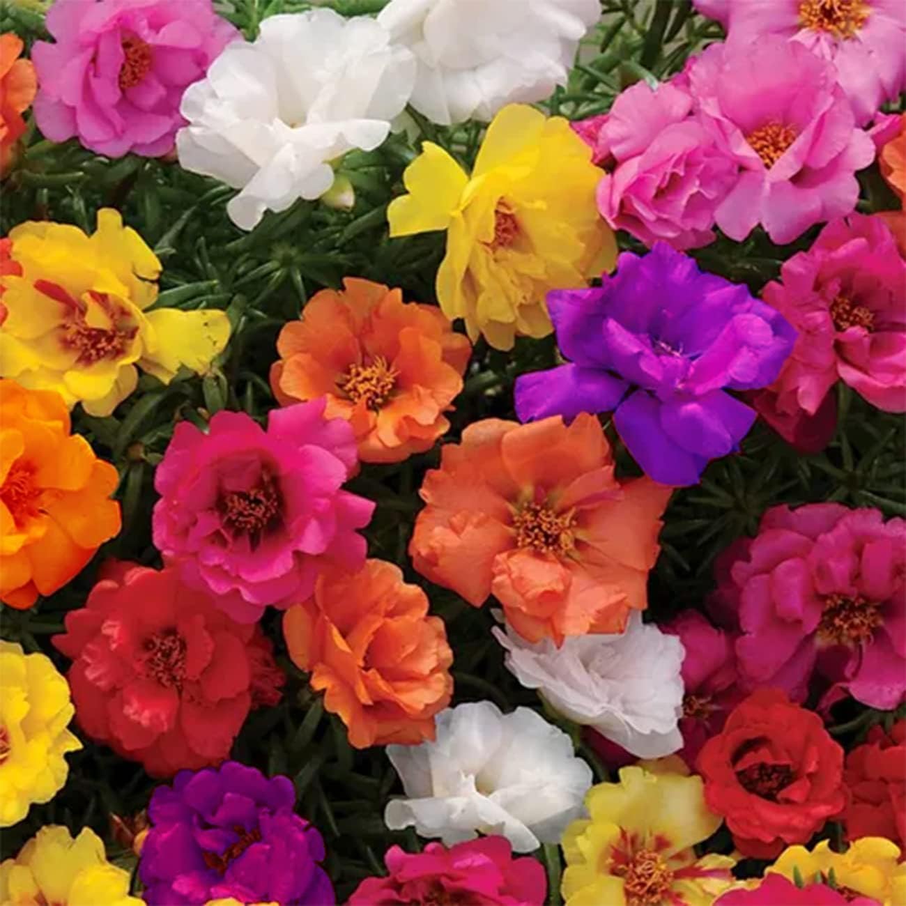 10000 Mixed Moss Rose Seeds - Portulaca Grandiflora Mix, Drought Tolerant Flower Seeds for Garden, Rock Gardens, Hanging Baskets & Containers - Perfect for Sunny Landscapes, Borders & Ground Cover