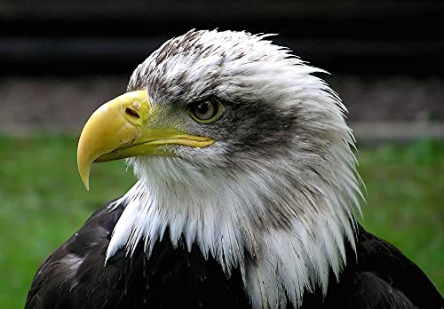 300 Piece Bald Eagle Jigsaw Puzzle for Adults - Challenging & Educational Puzzle Game, Home Decor & Wall Art - Perfect for Relaxation, Family Bonding & Classroom Activities