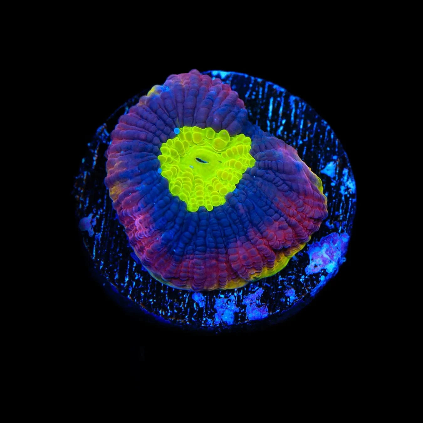 Dragon Soul Favia Coral - Premium Saltwater Aquarium Coral for Reef Tanks | Perfect for Marine Aquascaping & Coral Propagation