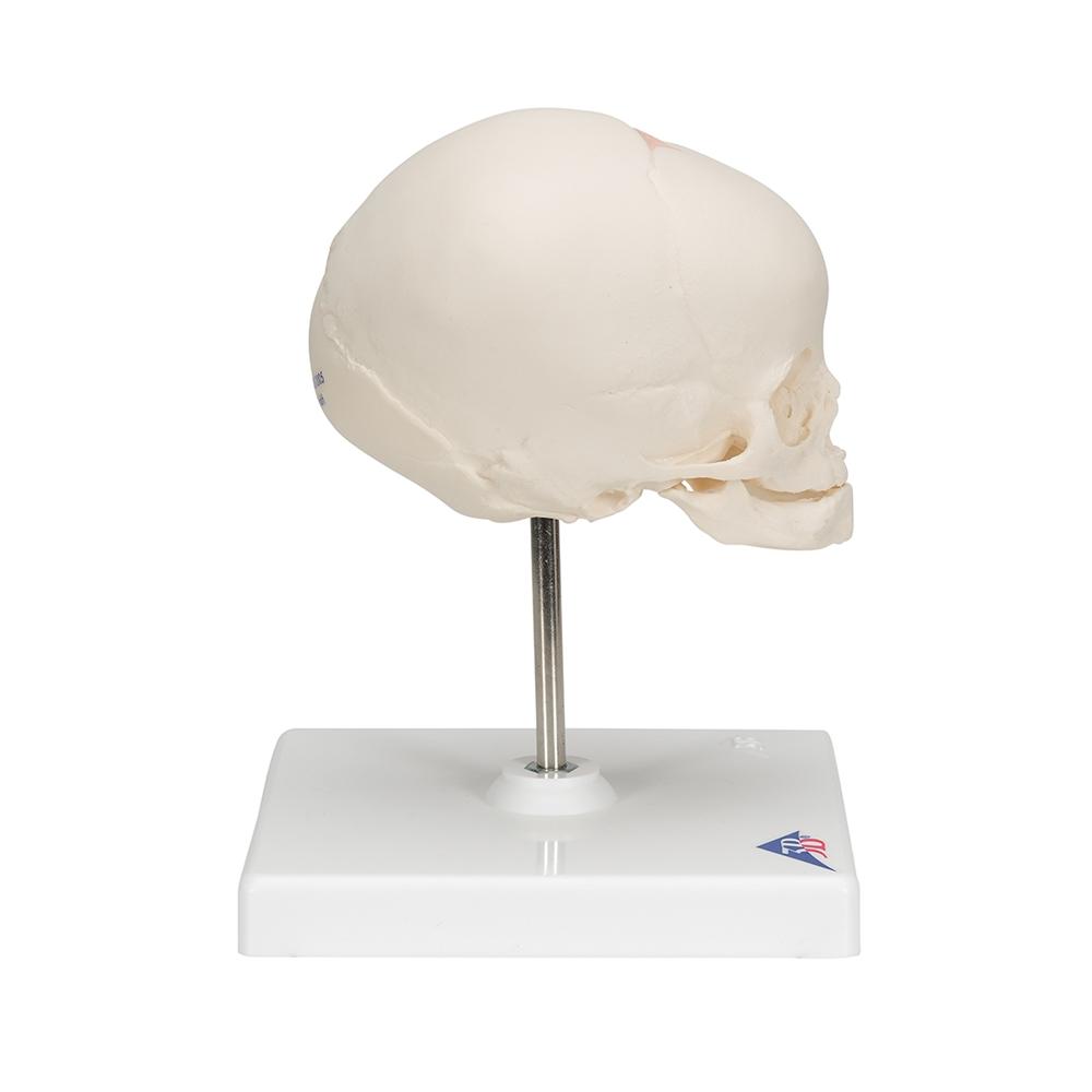 High-Quality Fetal Skull Model with Display Stand - Perfect for Medical Education, Anatomy Study & Classroom Demonstrations