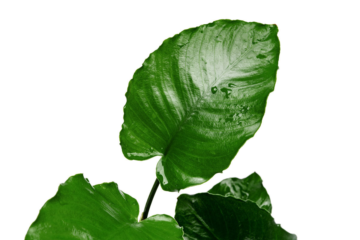 Anubias Emerald Bloom Live Aquarium Plant - Easy Low Light Freshwater Aquatic Plant for Fish Tanks & Aquascaping | Perfect for Beginners & Shrimp Tanks