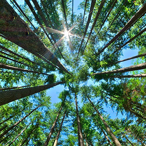 Tall Trees