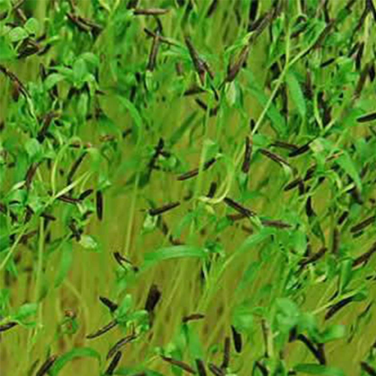 Organic Curled Chervil Seeds - 1000 Non-GMO Heirloom Seeds for Herb Gardens & Microgreens - Perfect for Salads & Garnishes