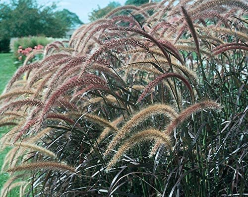 40 Live Red Fountain Grass Plants (Pennisetum Setaceum Rubrum) - Blooming Ornamental Grass for Landscaping, Garden Borders & Container Planting