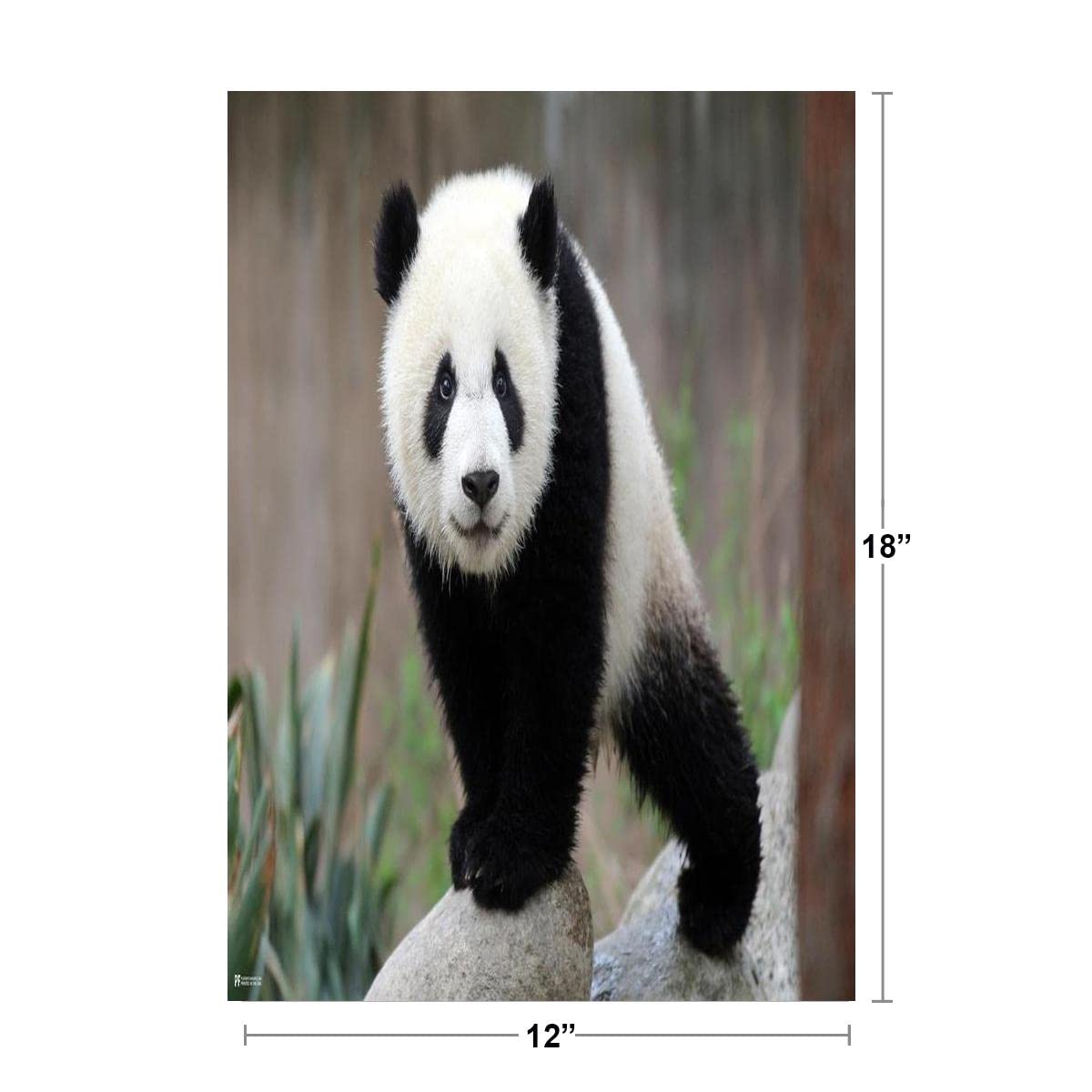 Cute Panda Cub Baby Animal Poster - Asian Bear Wall Art Print for Kids Room & Nursery Decor - 12x18 Inch Cool Wall Decor for Bedroom, Playroom, or Classroom