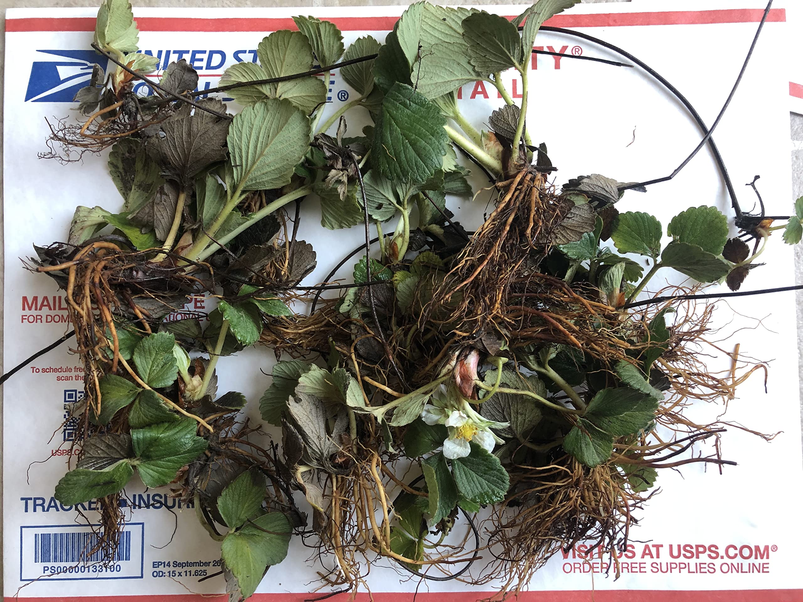 Organic Pineberry Plants - 20 Live Bare Root Plants with White Carolina Pineapple Strawberry Flavor | Perfect for Home Gardens, Edible Landscaping & Unique Fruit Lovers