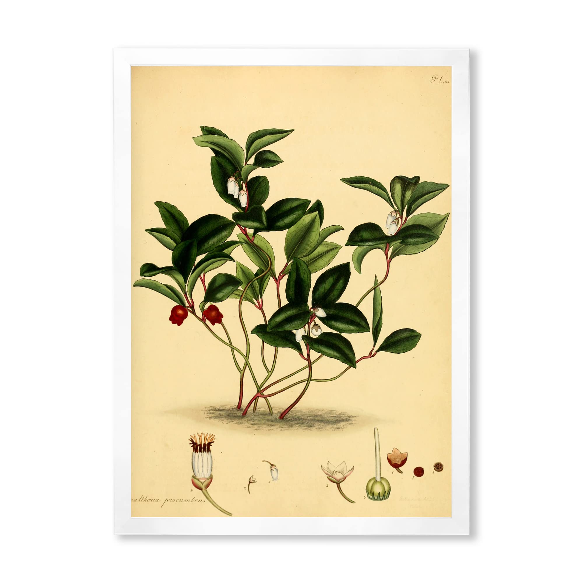 Vintage Plant Life III Framed Wall Art - Botanical Home Decor for Living Room, Bedroom & Office - Traditional Style Picture for Interior Design