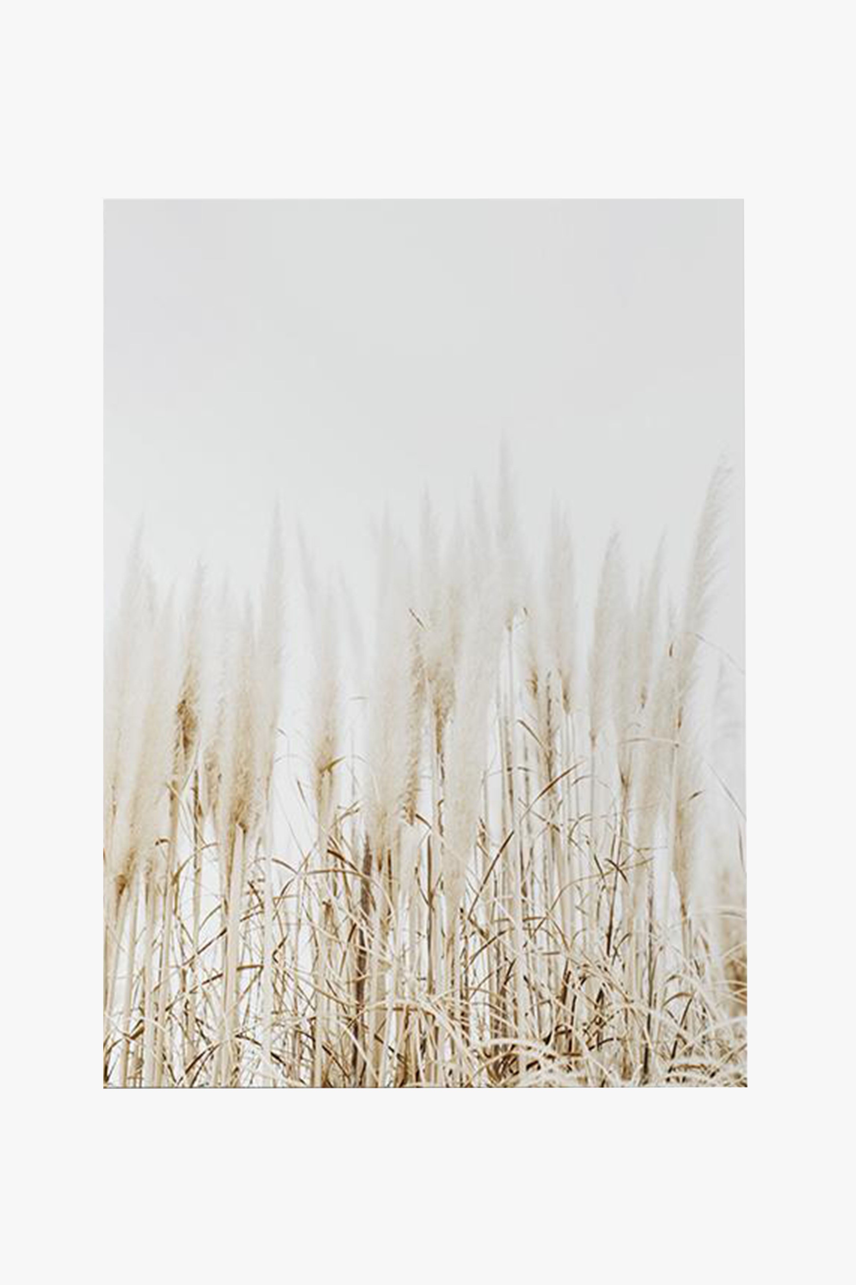 Premium Pampas Grass Framed Wall Art Print - A2 Size Natural Boho Home Decor for Living Room, Bedroom & Office