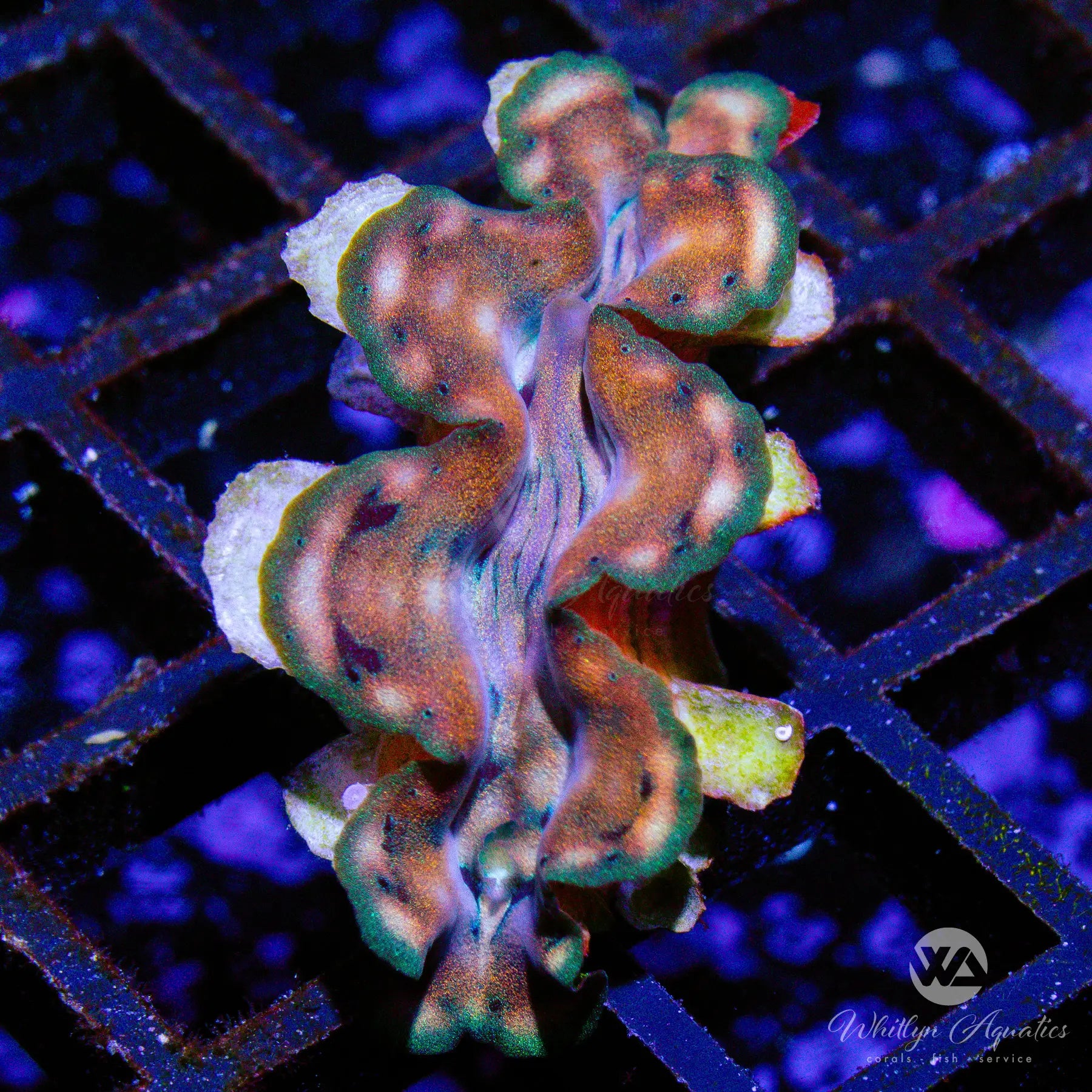 A46 Squamosa Clam (~1 Inch) - Premium Live Coral for Saltwater Aquariums | Perfect for Reef Tanks, Marine Displays & Aquatic Decor