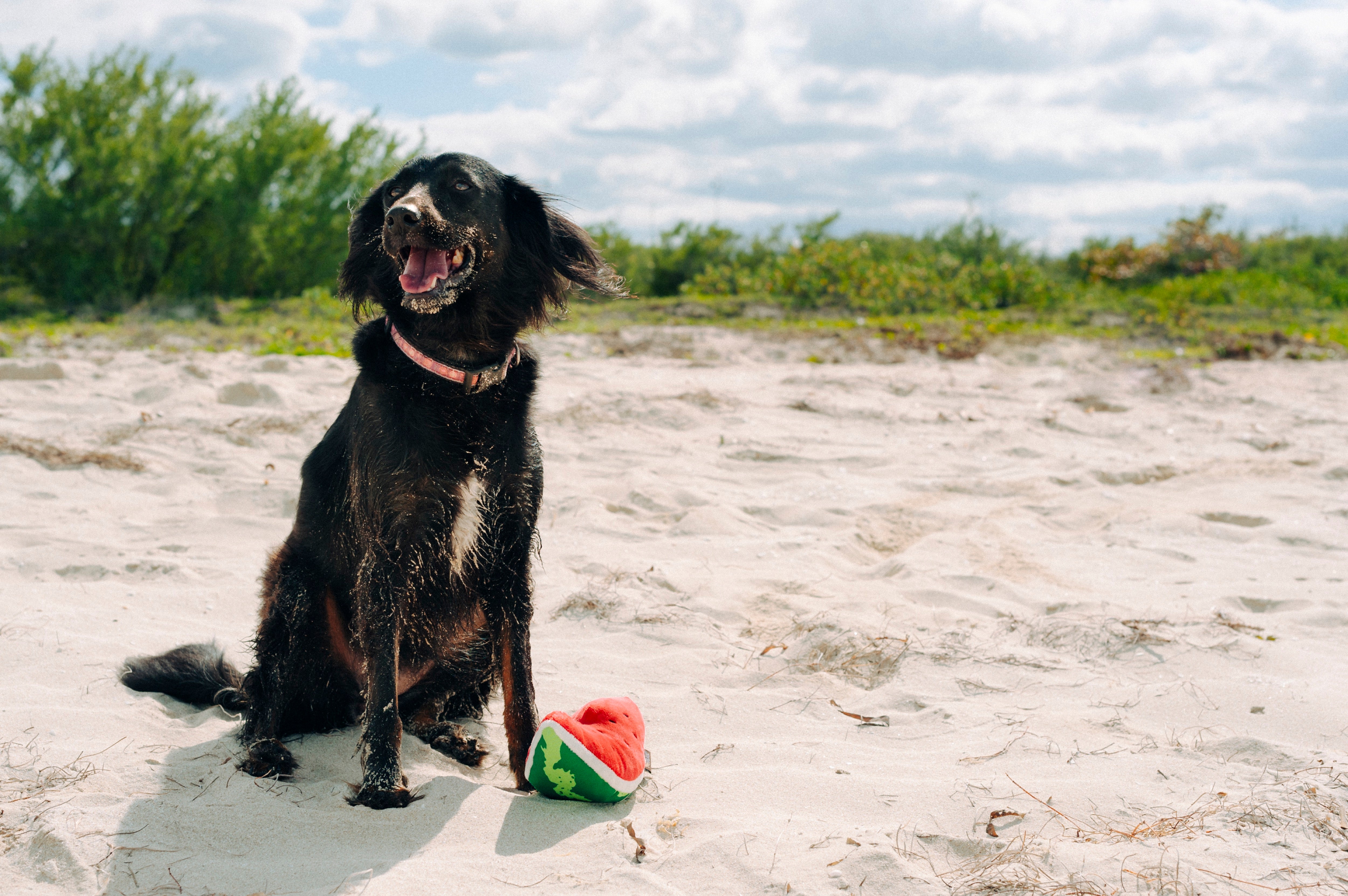 Tropical Paradise™ Watermelon Dog Plush Toy - Durable & Fun Chew Toy for Small & Large Dogs | Perfect for Playtime, Training & Cuddling | Pet P.L.A.Y.