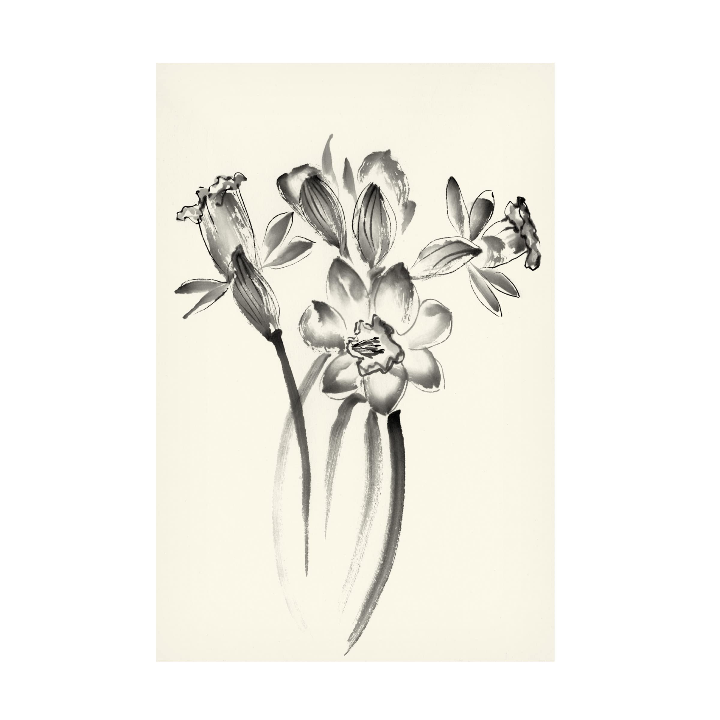 Trademark Fine Art 'Ink Wash Floral I Daffodils' Canvas Wall Art by Nan Rae - Elegant Floral Painting for Living Room, Bedroom & Office Decor