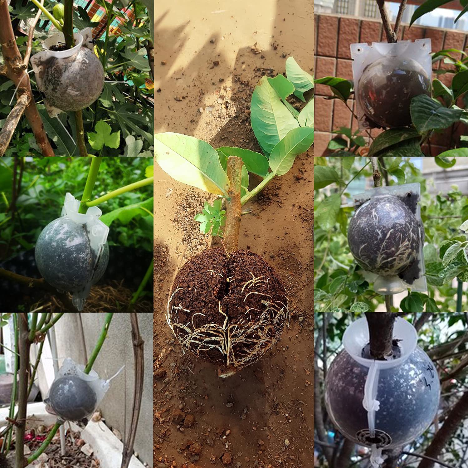 8 Pcs Air Layering Pods - Transparent Plant Rooting Grow Propagation Balls for Grafting & Cutting | Rooting Device for Indoor/Outdoor Plants, Gardening & Hydroponics