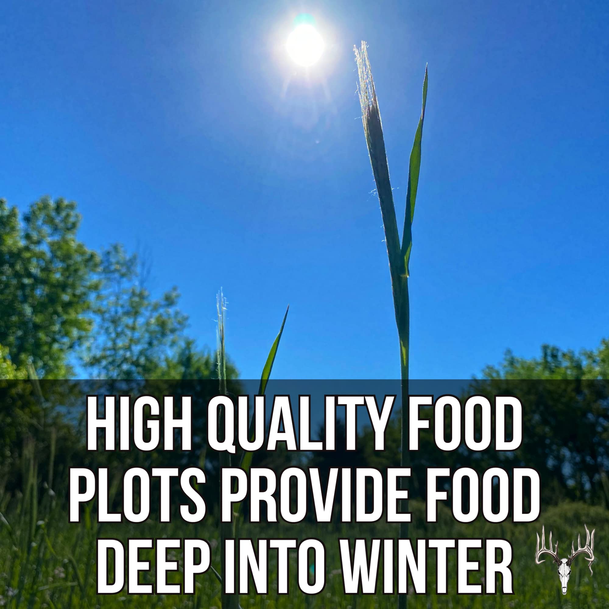 25LB Bulk Deer Food Plot Seed - Premium Mix of Cereal Grain Rye, Wheat, Triticale, Barley & Oats - Attracts Pheasant, Turkey, Dove & Wildlife - Ideal for Whitetail Hunting Food Plots, Pastures & Wildlife Habitats