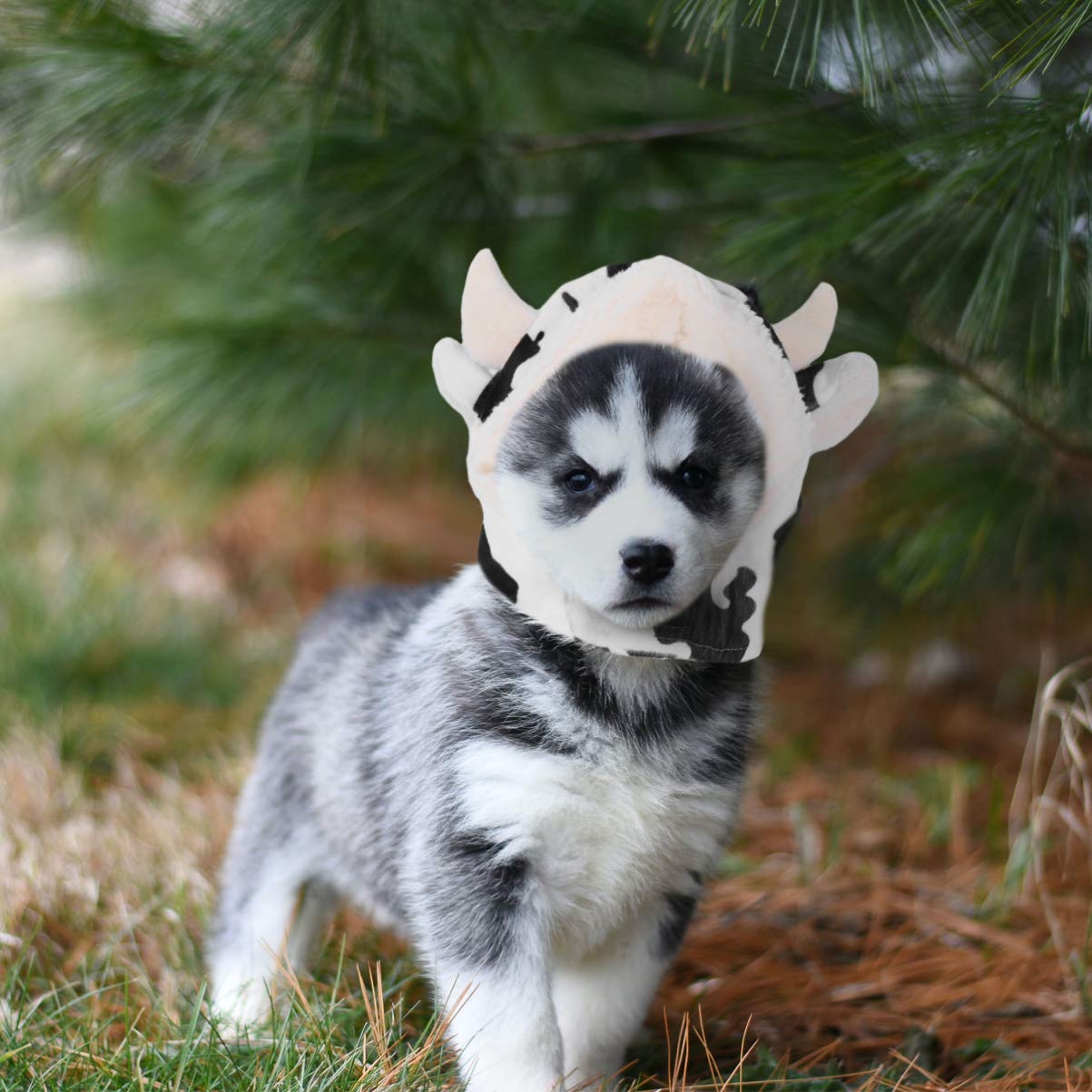 Balacoo White Cow Hat for Medium Dogs - Cute Pet Costume & Apparel for Halloween, Christmas, or Photo Shoots