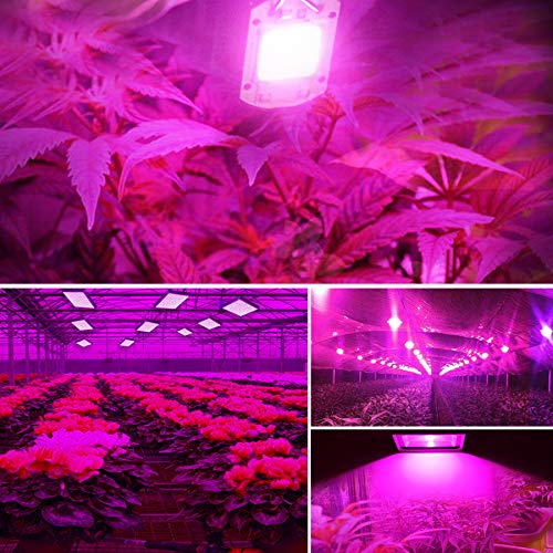 Fengyan LED COB Grow Light - 20W 30W 50W Full Spectrum Plant Light for Indoor Gardening, Hydroponics & Greenhouses | AC 110V-220V Phyto Lamp for Grow Tents, Street Lighting & Landscape Illumination