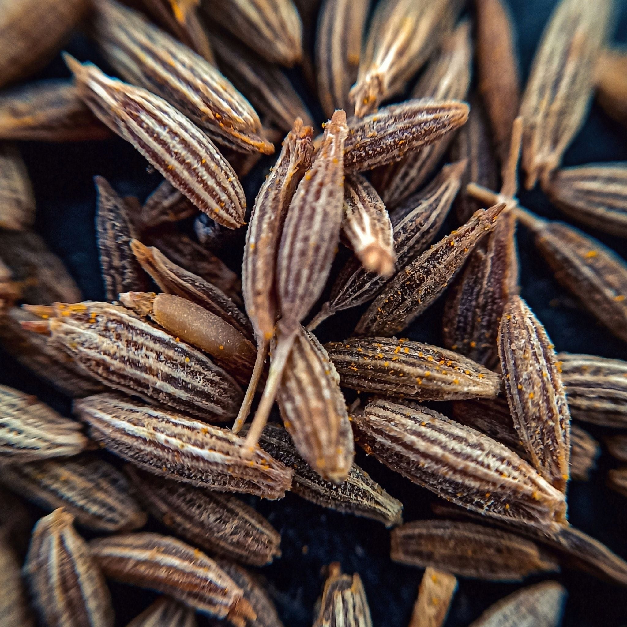 Pure Cumin Essential Oil - 100% Natural, Therapeutic Grade for Aromatherapy, Massage & Skincare - Perfect for Relaxation, Stress Relief & DIY Beauty Products