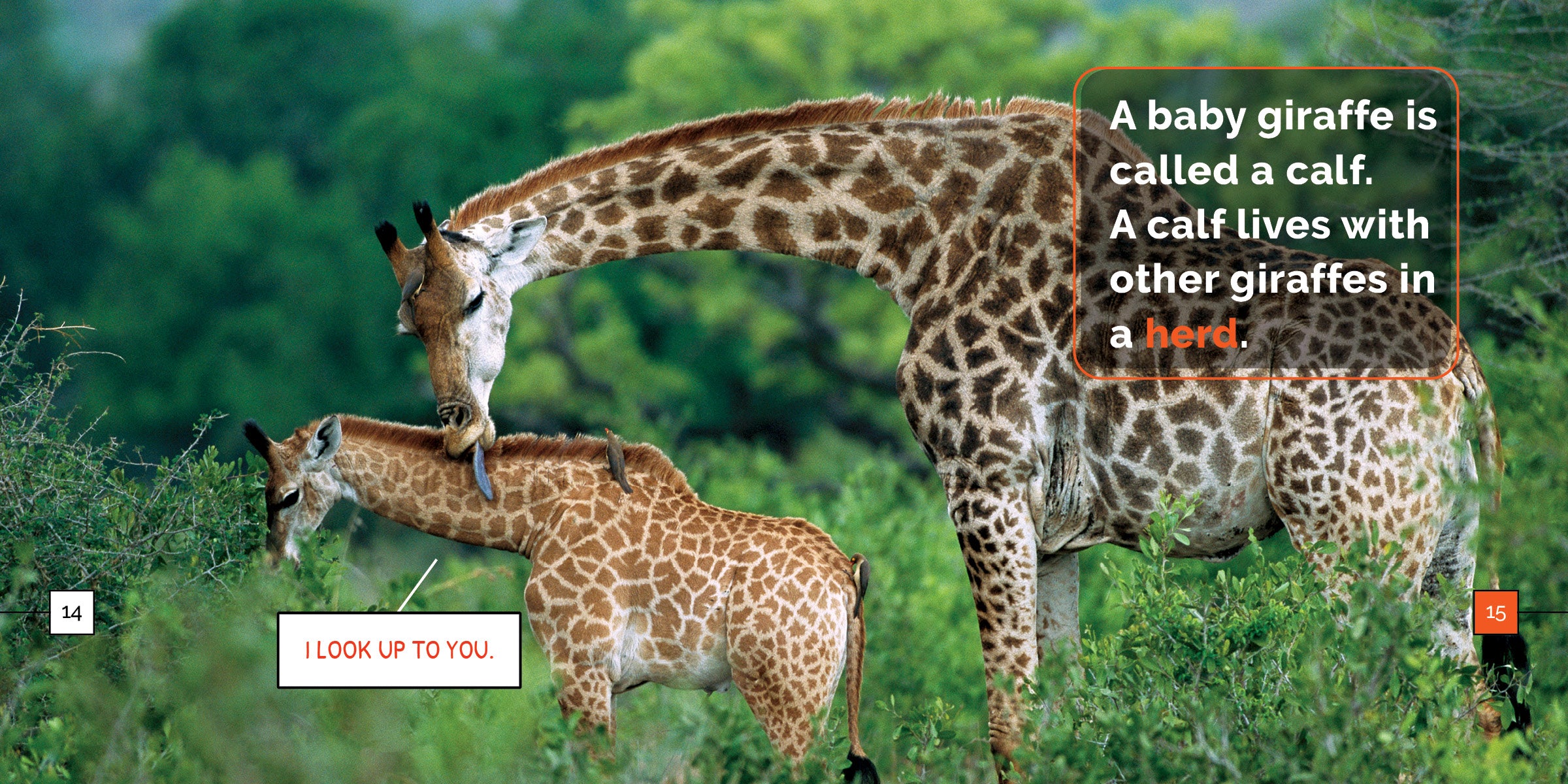 Giraffes Book: 9781640268418 - Wildlife Education & Animal Facts for Kids, Perfect for School Projects & Nature Lovers