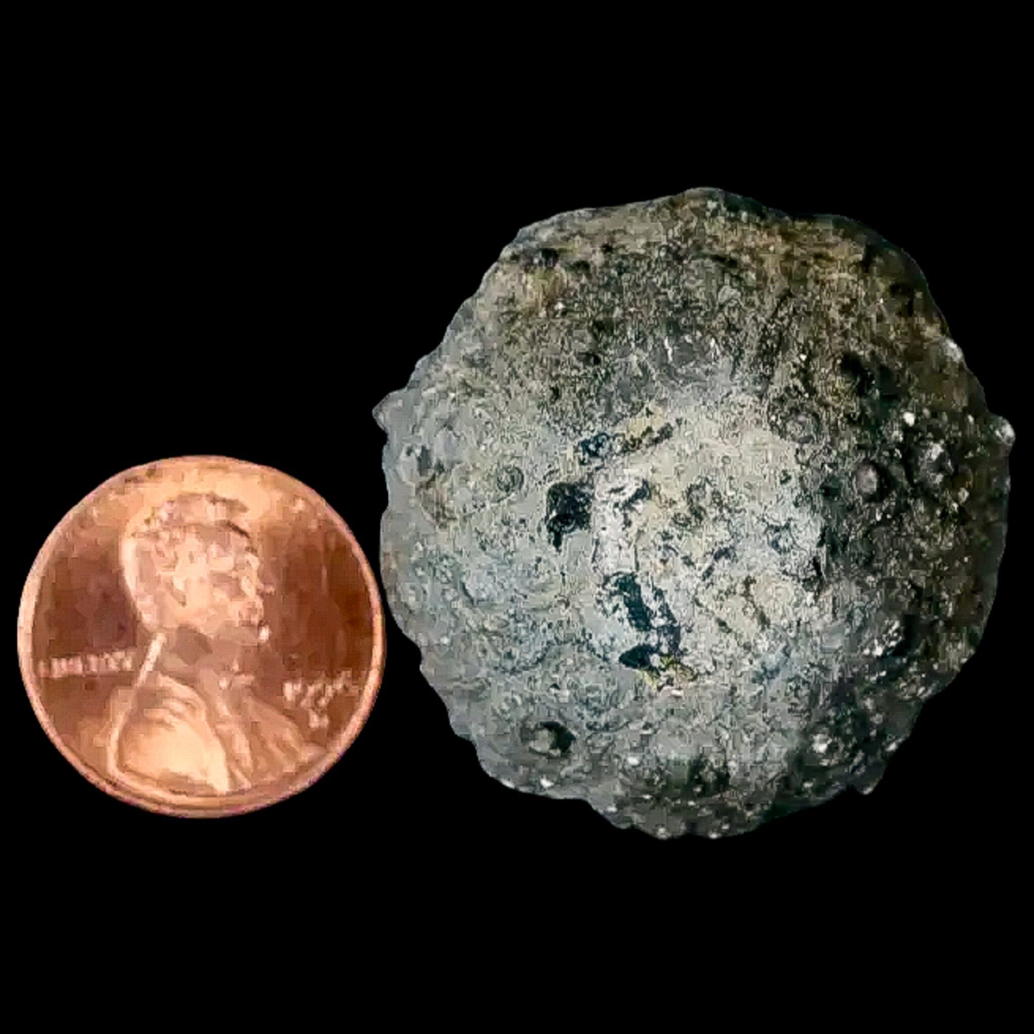 34MM Detailed Fossil Conopygus Sea Urchin Echinoid - Cretaceous Period Fossil from Morocco - Perfect for Collectors, Education & Home Decor