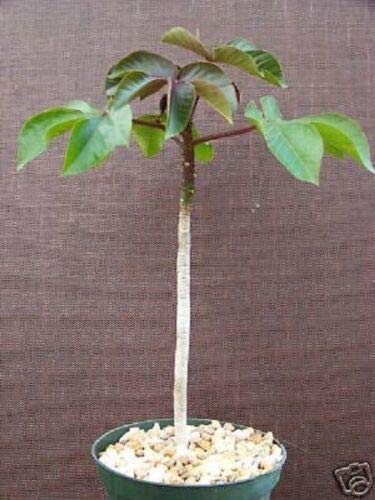 Jatropha gossypiifolia Rare Succulent Plant - 6 Inch Potted Cactus for Home Decor, Office Desk & Garden | Easy Care Live Houseplant for Indoor & Outdoor Spaces