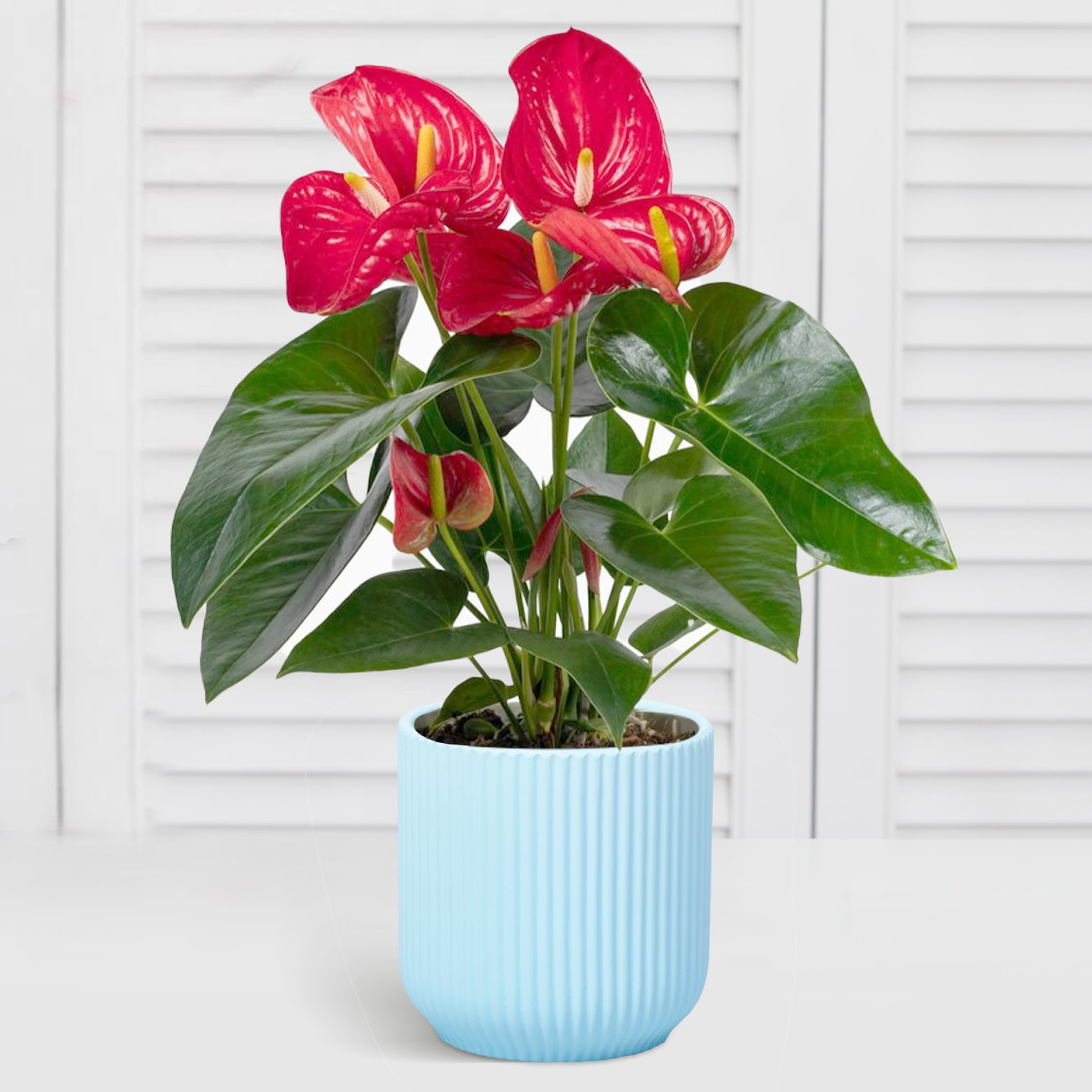 WHOLE HOUSEWARES Ceramic Flower Pot with Drainage Hole - Modern Indoor Outdoor Planters for Succulents, Herbs & Houseplants - Retro Style Decorative Planter in Light Blue - Perfect for Home, Office, Balcony & Garden Decor