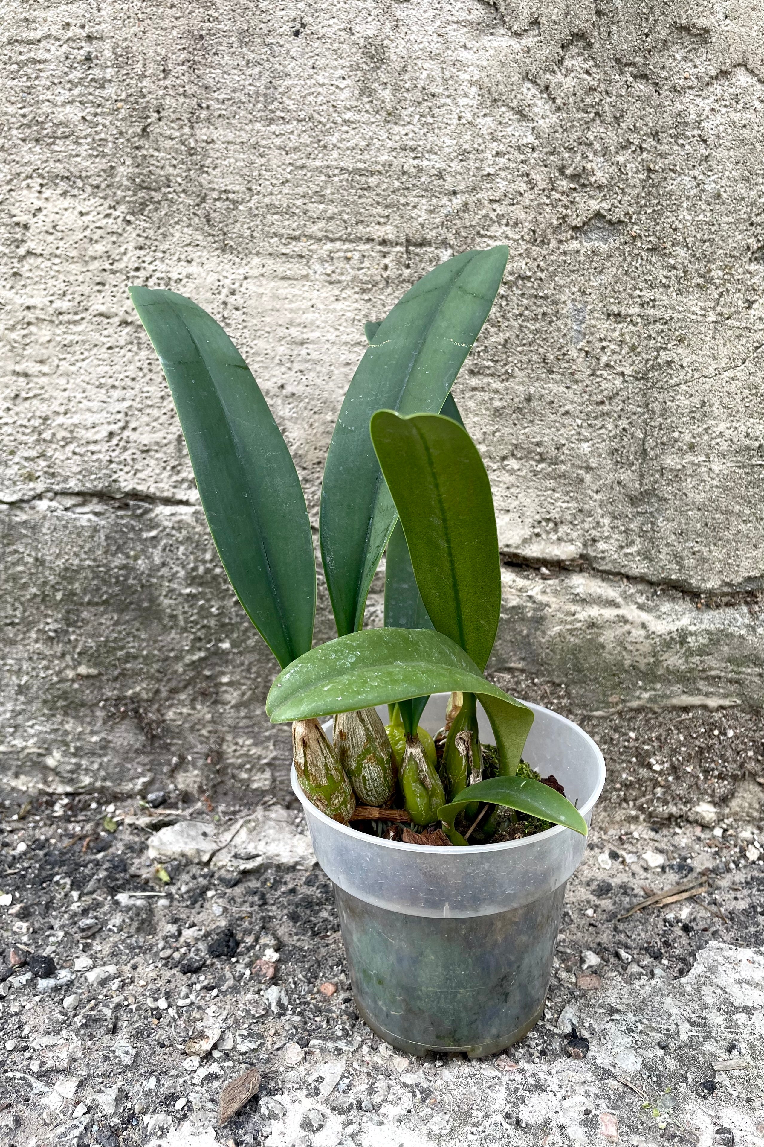 Exotic Bulbophyllum Orchid Plant - 3.5