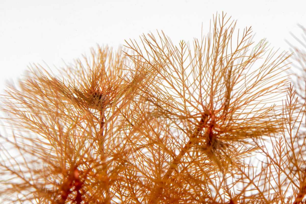 Myriophyllum Tuberculatum Aquatic Plant for Aquariums & Ponds | Oxygenating Live Plant for Fish Tanks | Perfect for Freshwater Aquascaping & Water Gardens