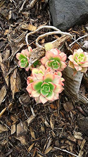 20x30 Inch Laminated Succulent Plant Poster - Vibrant Hens and Chicks Floral Wall Art for Home & Office Decor - Perfect for Living Rooms, Bedrooms, or Gift Giving
