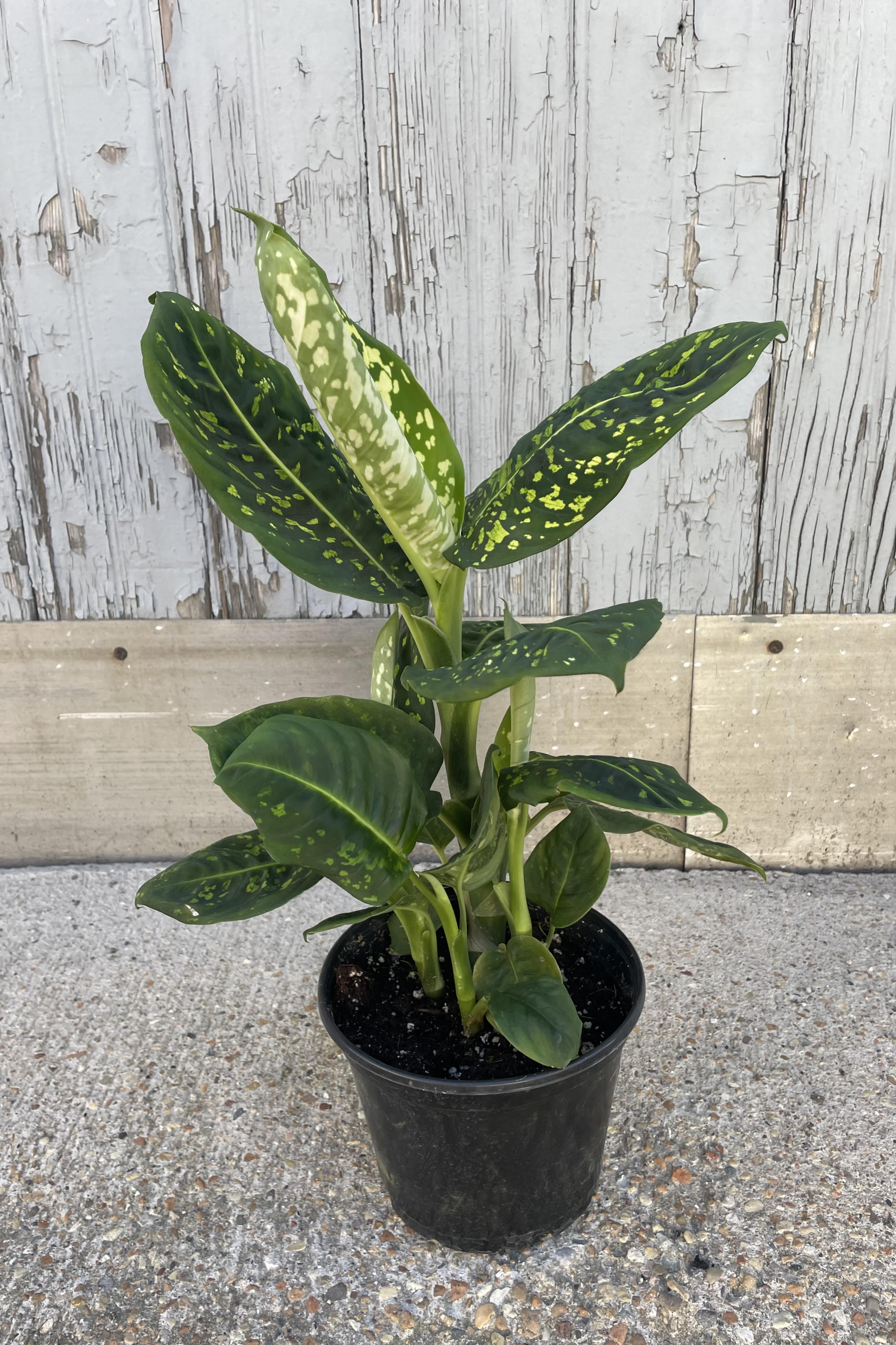 Dieffenbachia 'Reflector' 6