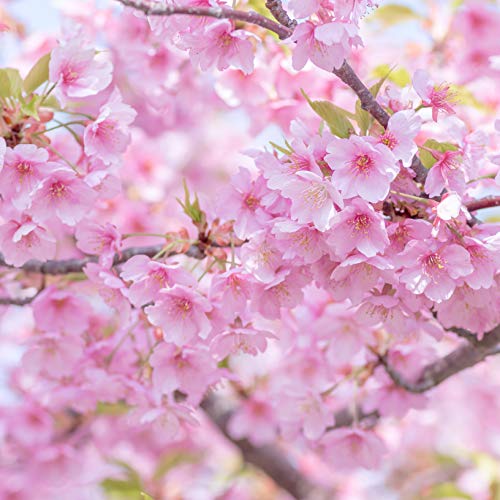 Cherry Blossom