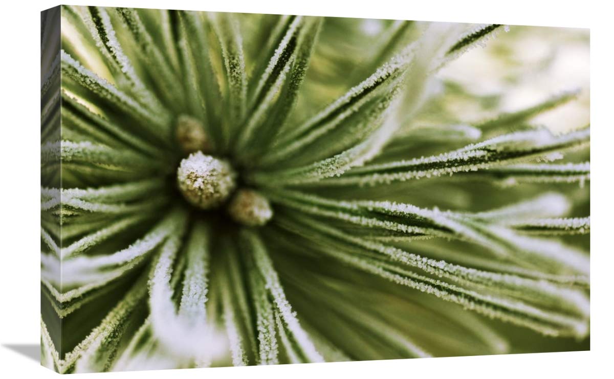 16 x 24 Inch Scotch Pine Close-Up European Art Print by Jan Vermeer - Premium Wall Decor for Living Room, Bedroom & Office