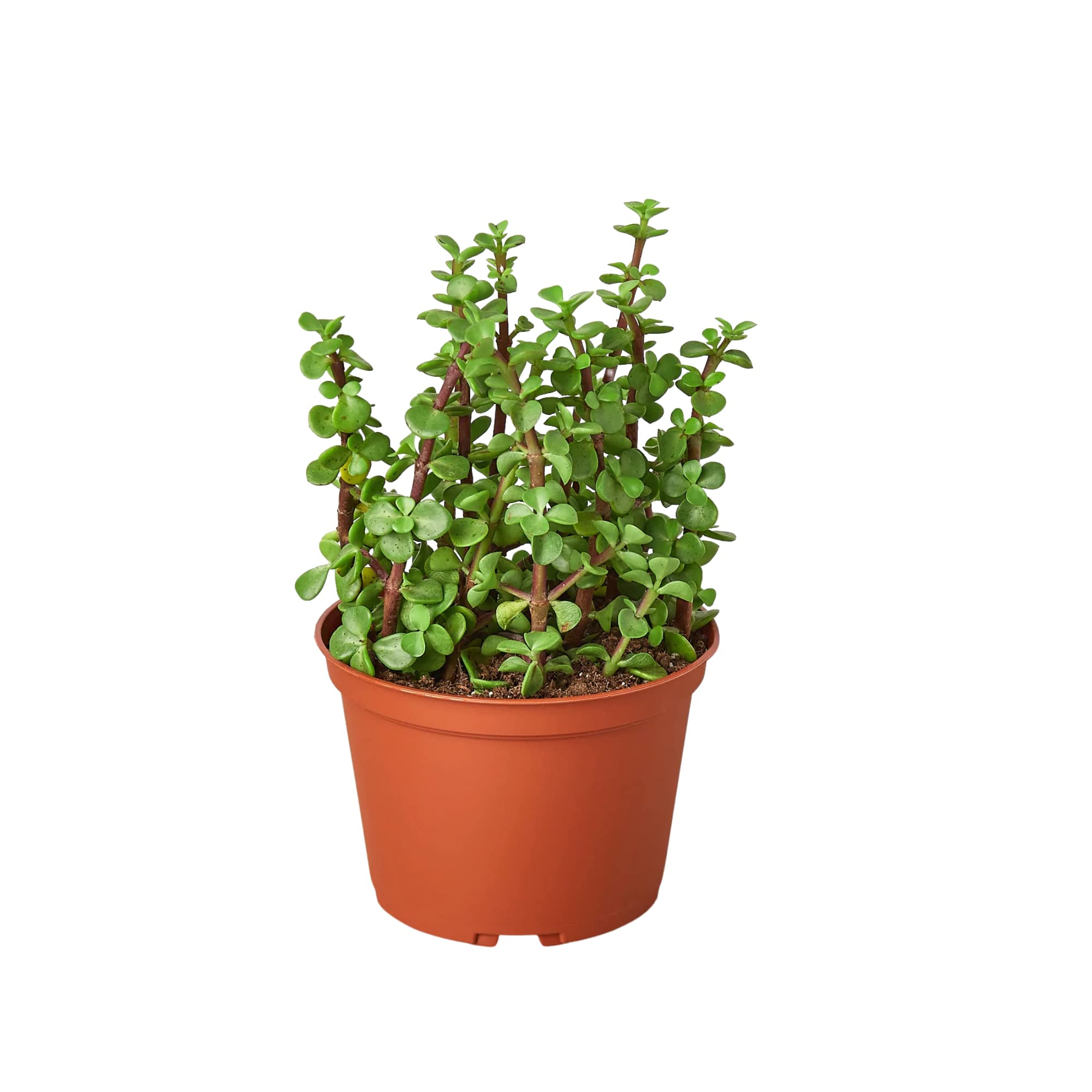 Elephant Bush Succulent Plant - 6 Inch Live Indoor Houseplant | Easy Care Low Maintenance | Natural Home Office Décor | Perfect Gift for Plant Lovers | Includes Free Care Guide | Ideal for Desks, Shelves & Small Spaces