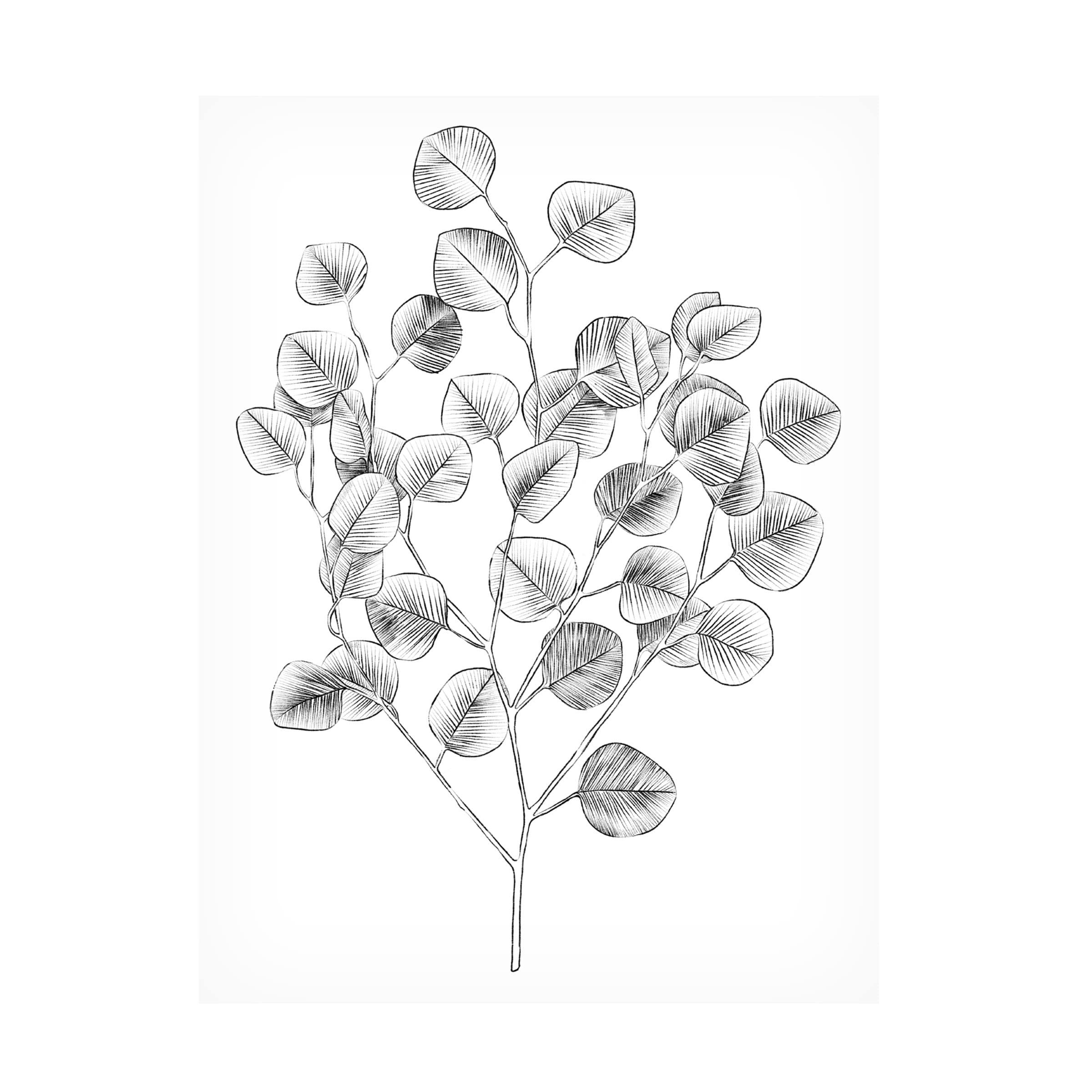 Emma Scarvey 'Eucalyptus Sketch I' Canvas Wall Art Print - Modern Botanical Home Decor for Living Room, Bedroom & Office