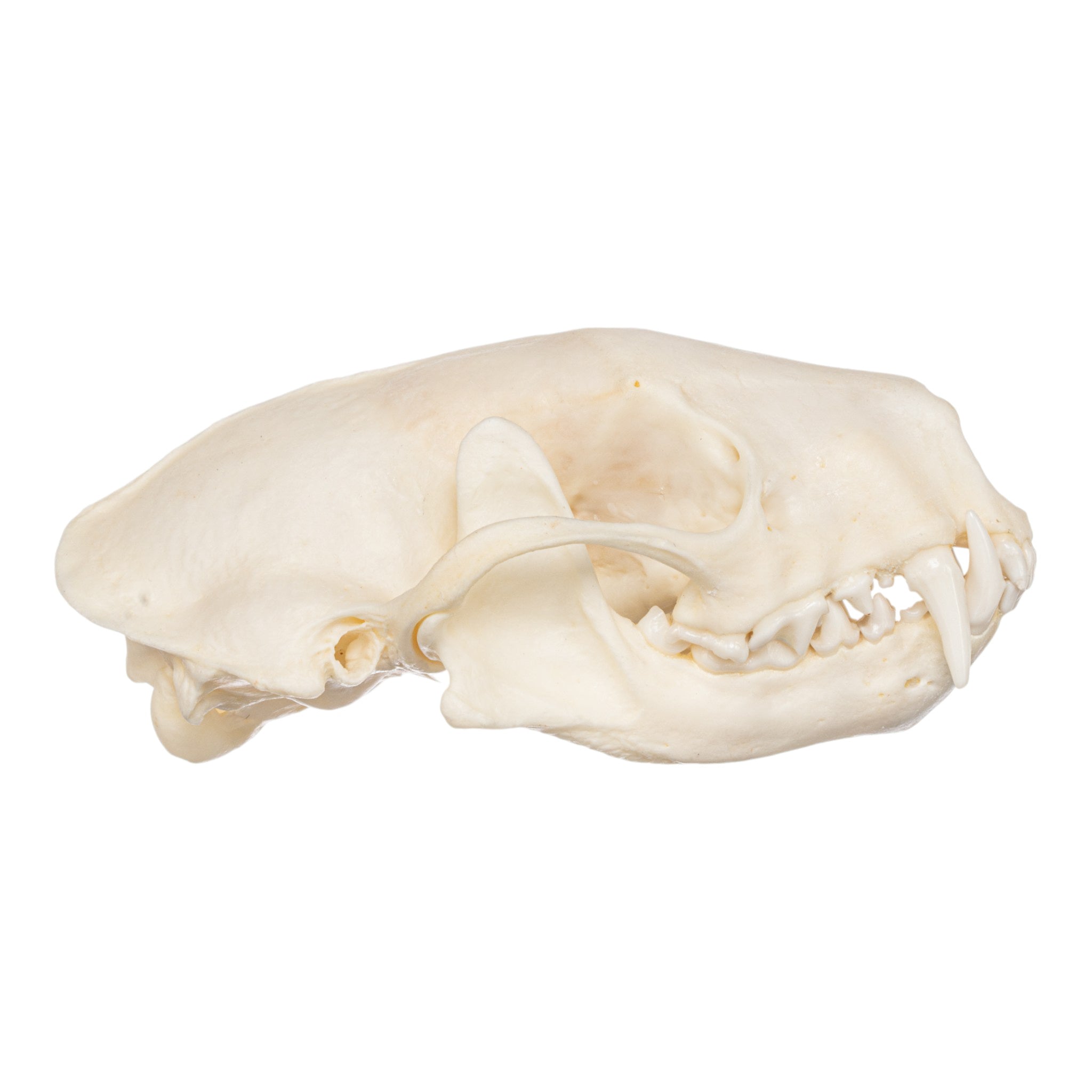 Real Striped Skunk Skeleton Disarticulated - Authentic Animal Specimen for Science Education, Biology Study & Taxidermy Display