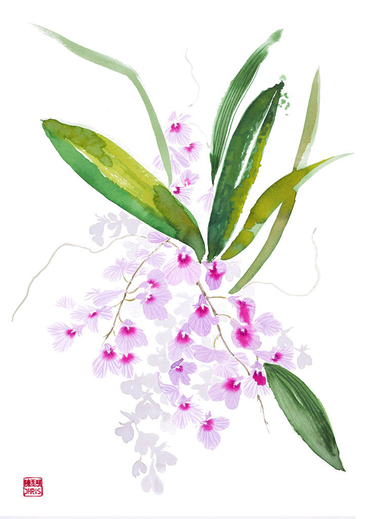 Ionopsis Utricularioides Orchid - Exotic Live Plant for Home & Office Decor | Perfect for Indoor Gardens, Terrariums & Floral Arrangements