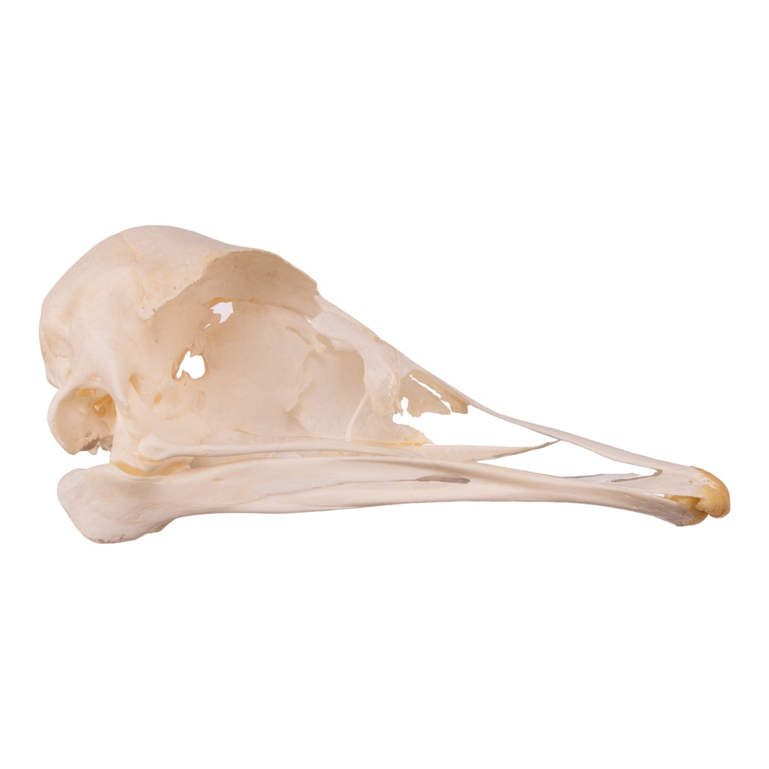 Authentic Ostrich Skull - Genuine Taxidermy Specimen for Home Decor, Gothic Decorations, and Unique Gift Ideas | Perfect for Halloween, Horror Themes, and Oddity Collections