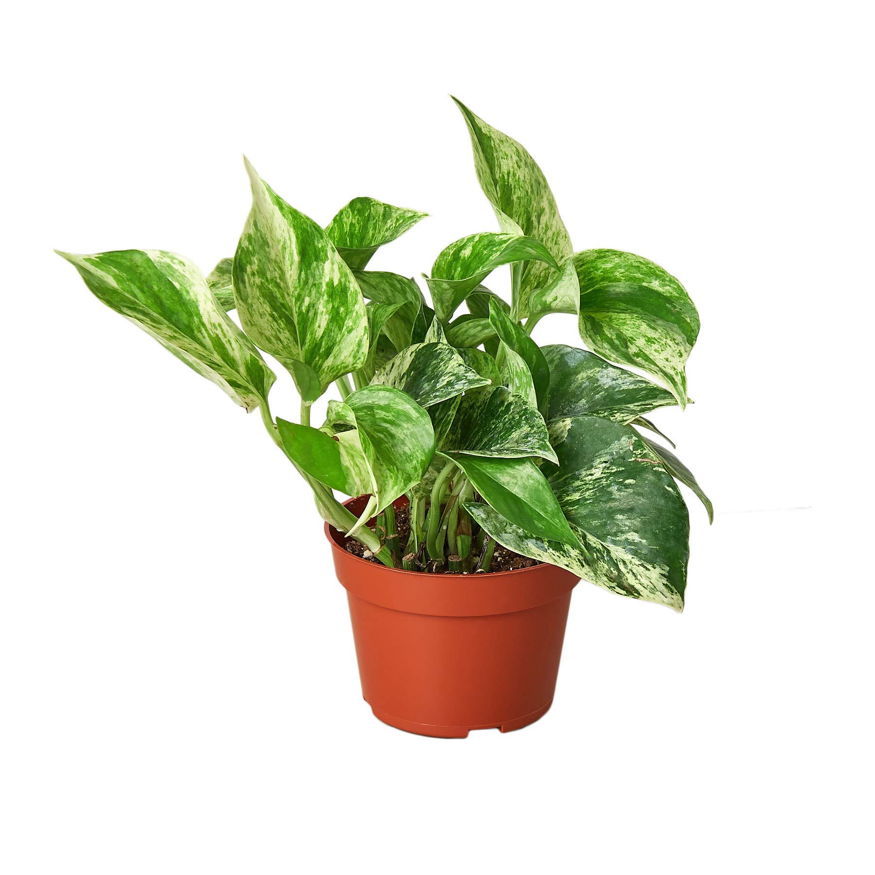 Marble Queen Pothos Plant - 4
