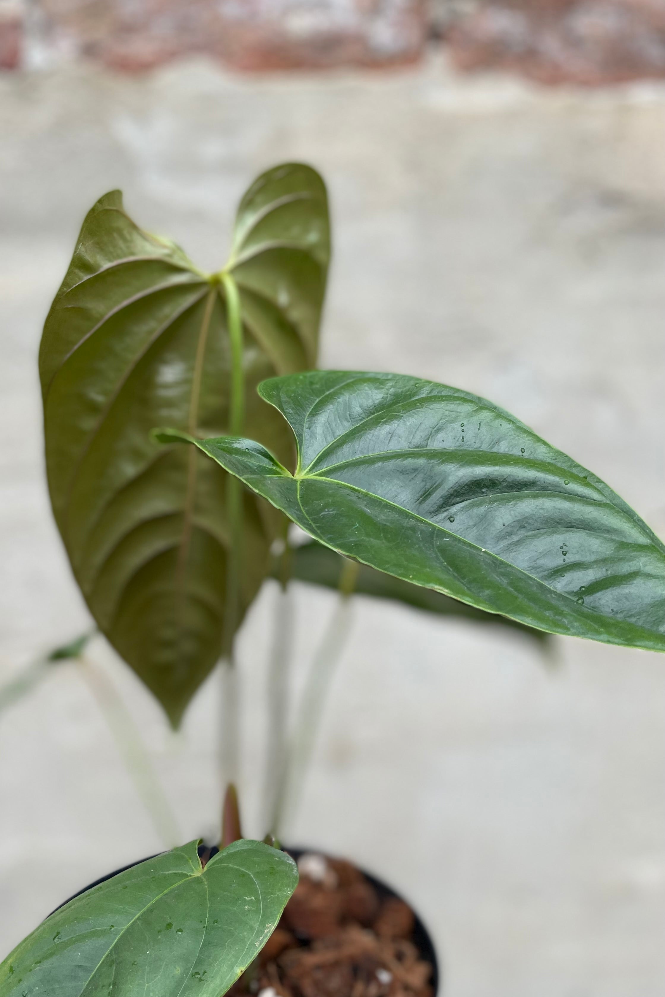 Anthurium Recavum - Rare Tropical Houseplant for Indoor Gardens & Home Decor | Perfect for Living Rooms, Offices & Greenhouses