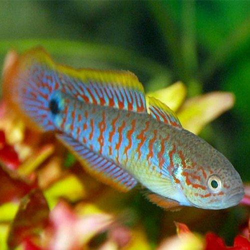 Peacock Gudgeon Goby - Colorful Freshwater Aquarium Fish for Tropical Tanks | Perfect for Community Aquariums & Nano Tanks